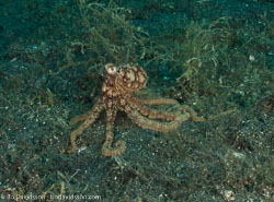 Cuttlefish and Octopuses and Squid